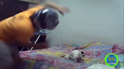 Chết cười với những con chó bá đạo nhất thế giới