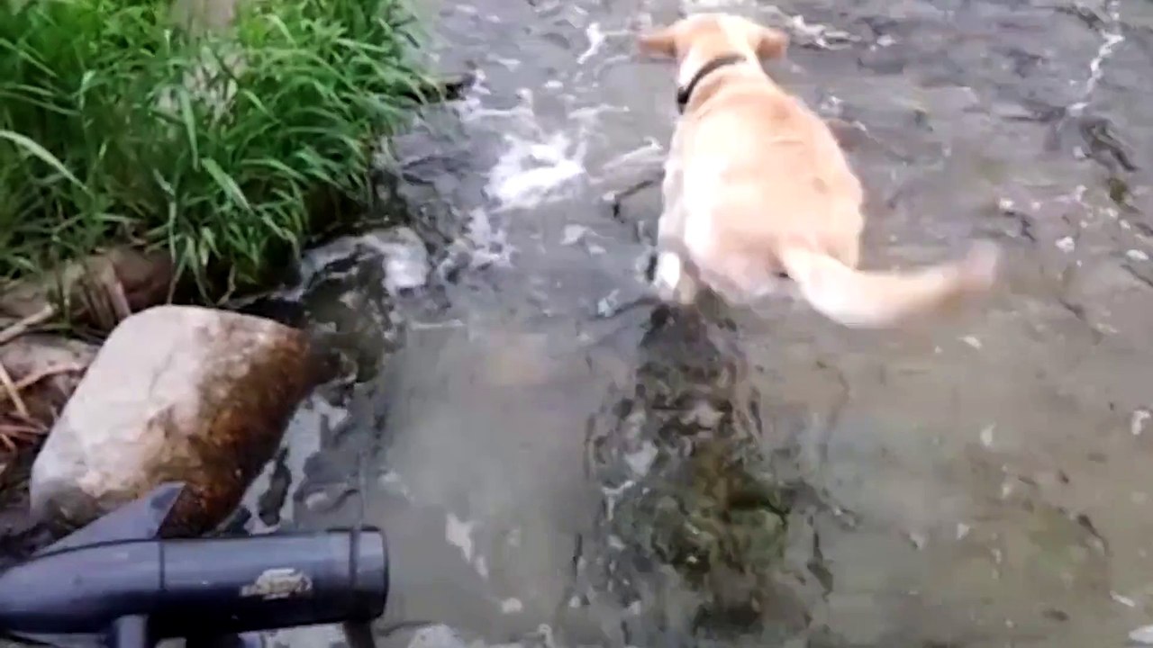Dog Makes Unlikely Friendship With A School Of Fish
