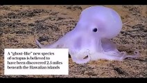 Casper the ghost-like OCTOPUS discovered near Hawaiian Islands
