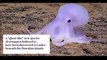 Casper the ghost-like OCTOPUS discovered near Hawaiian Islands