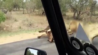 OMG!!! Lion Catches Buffalo in front of Tourists - Breathtaking Moment
