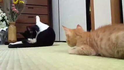 Adorable Kitten Bops Cat on Head Jokeroo