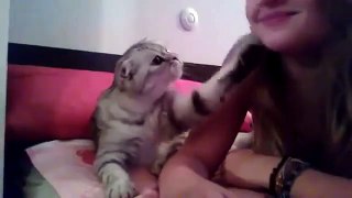 Adorable Kitten Demands Kiss Jokeroo