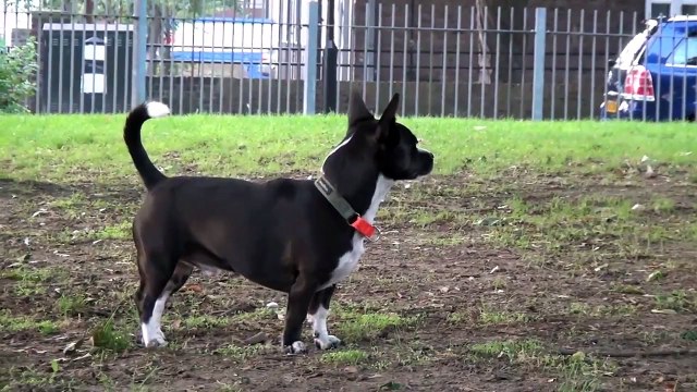 Snoopet 42 St. Pancras Station