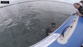 requin sattaque au bateau pneumatique de touristes [HD, 720p]