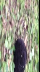 Baby Gorilla Does Rolling Somersaults! Jokeroo