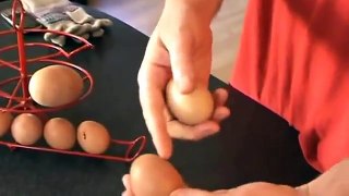 Biggest Chicken Egg Ever