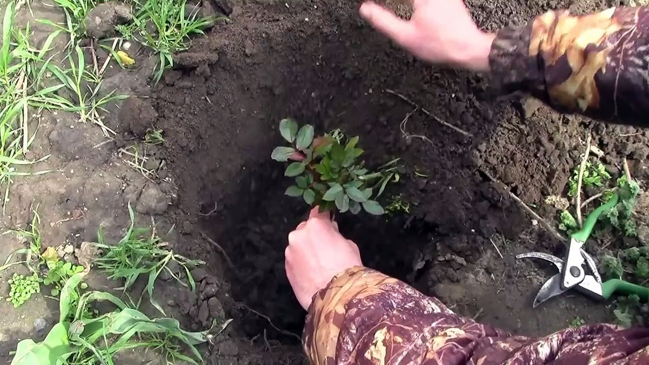 Посадка розы - выращивание всех сортов черенками