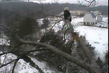 Brave Squirrel Challenges Eagle.