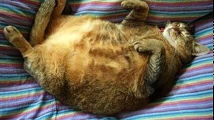 КОТ-ОБЖОРА.смешная детская песенка.