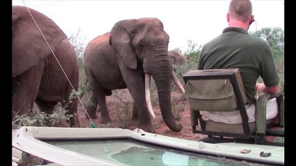Elephant close encounter