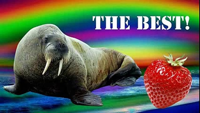 Клубника и морж - лучшее (часть 1) — KuTstupid