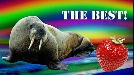 Клубника и морж - лучшее (часть 1) — KuTstupid