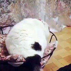 Too much free time here-Funny Cat Videos