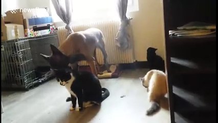 Dog tries to be nice to cat, regrets it