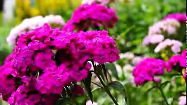 КРАСИВАЯ МУЗЫКА И ЦВЕТЫ