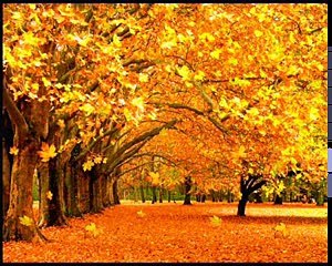 Кружит над Тверью новый листопад