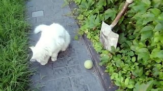 caramelito roba pelota al ciego