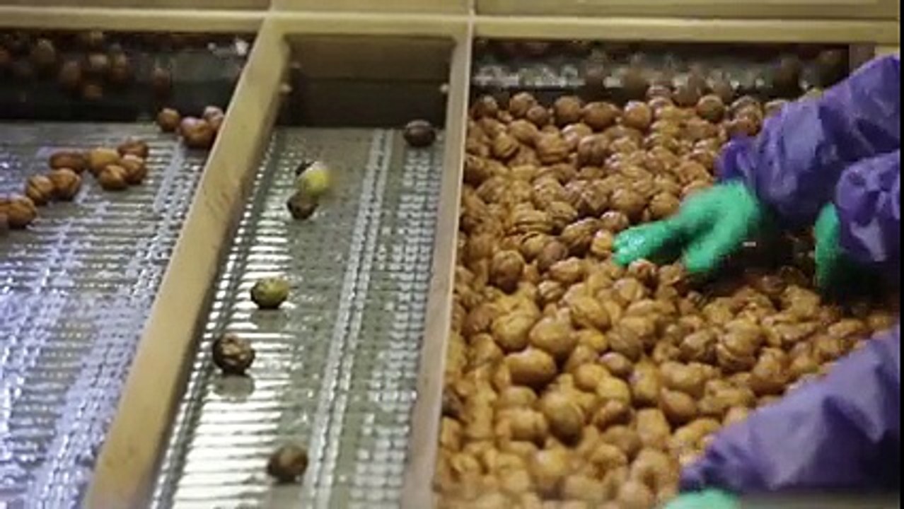 Amerika'da Ceviz Hasatı