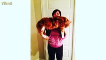 Maine Coon Cats That Will Make Your Cat Look Tiny | Funny cat photo 2016