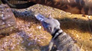 small lizard eating