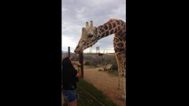 Giraffe Licks Woman To Say Thank You