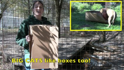 Big Cats Like Boxes Part II