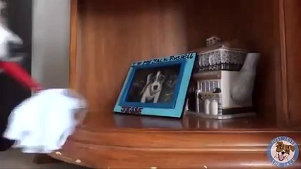 Такую собаку заведешь и считай жены уже не надо _)