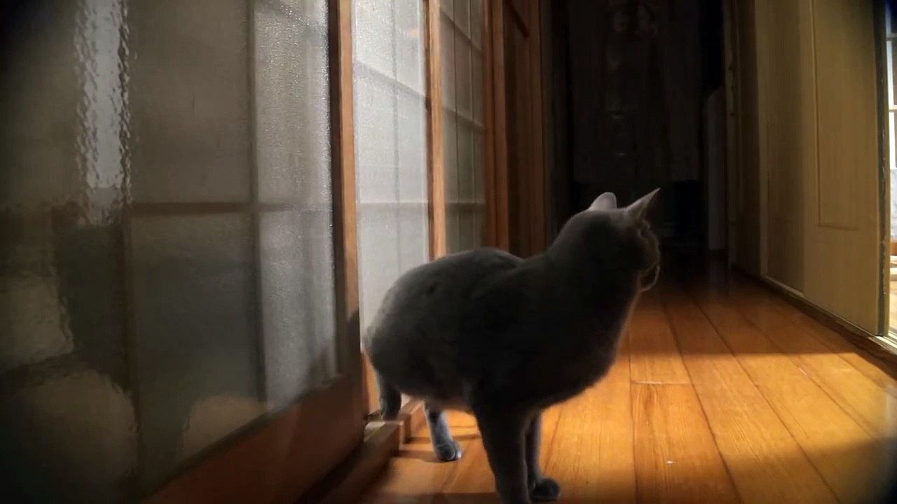Кот научился стучать в дверь