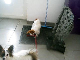LOLITA PROMENE  LYLI