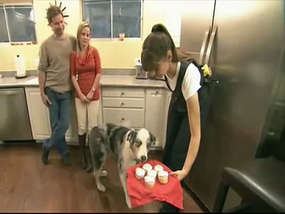 Dramatic Cupcake Dog - Revelation
