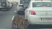 Tiger at Doha Qatar Road