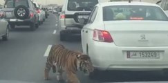 Tiger at Doha Qatar Road