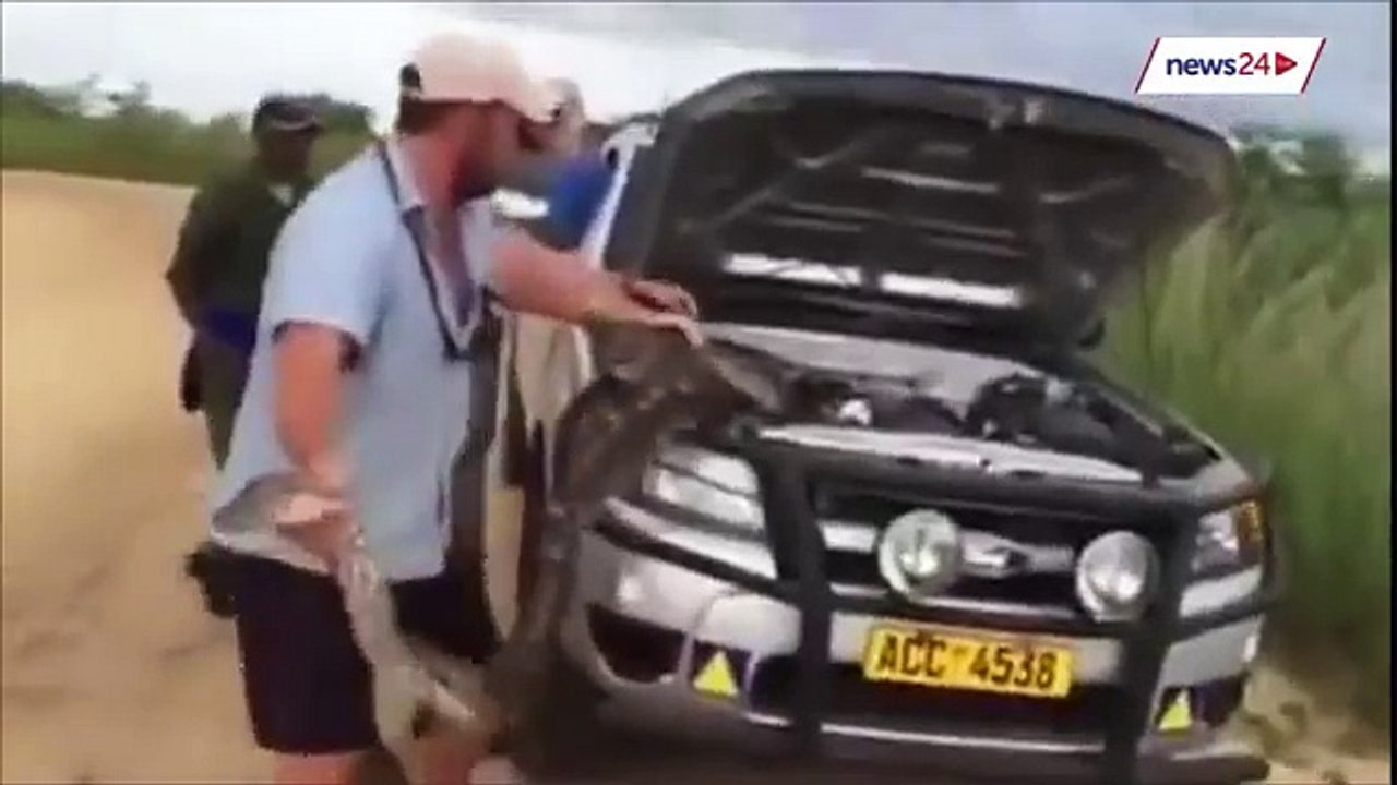 WATCH Zim farmer pries huge python from bakkie