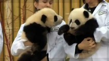 Justin Trudeau takes part in panda naming ceremony