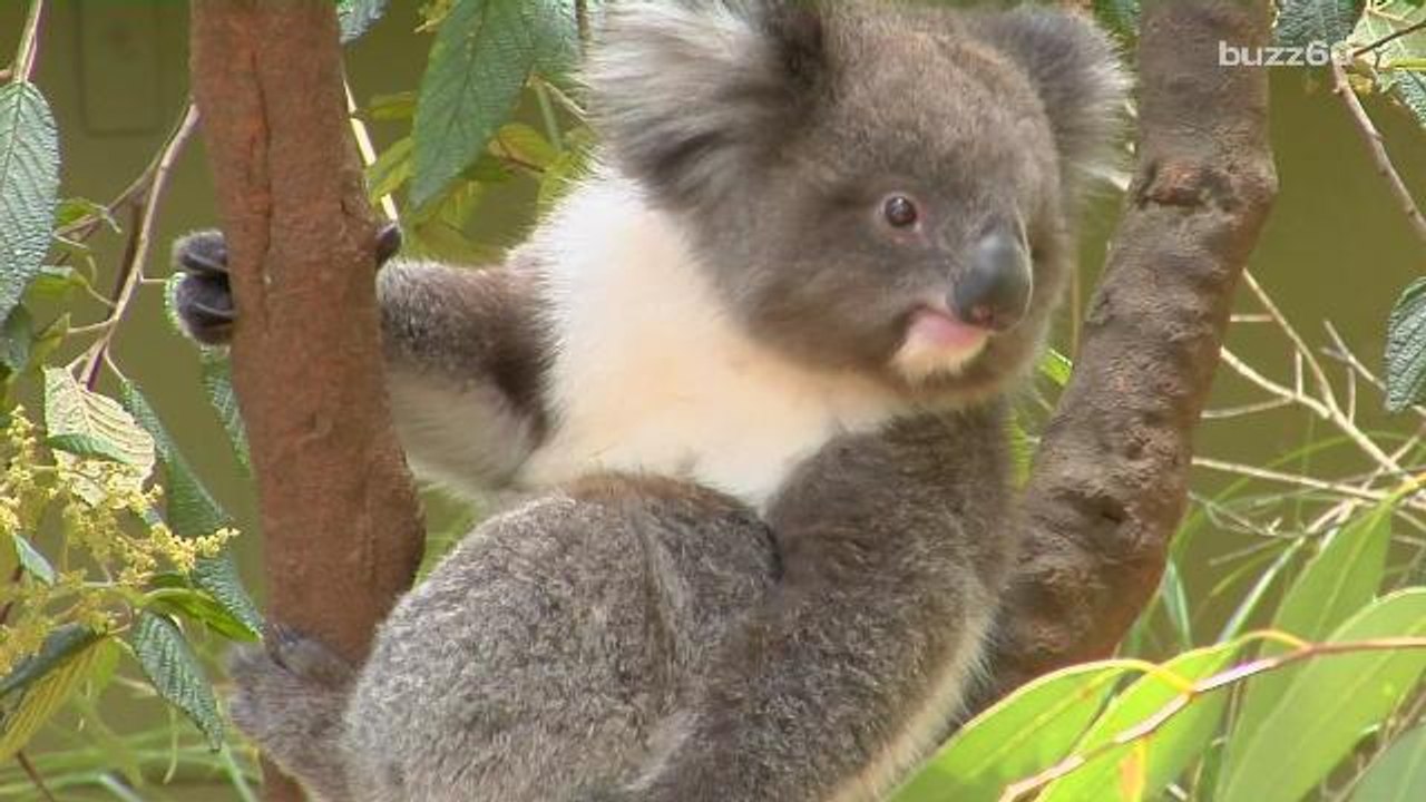 These ugly animals are dying off because of you