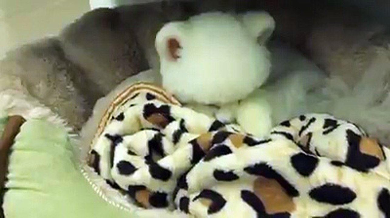 Waking up Funny Videos