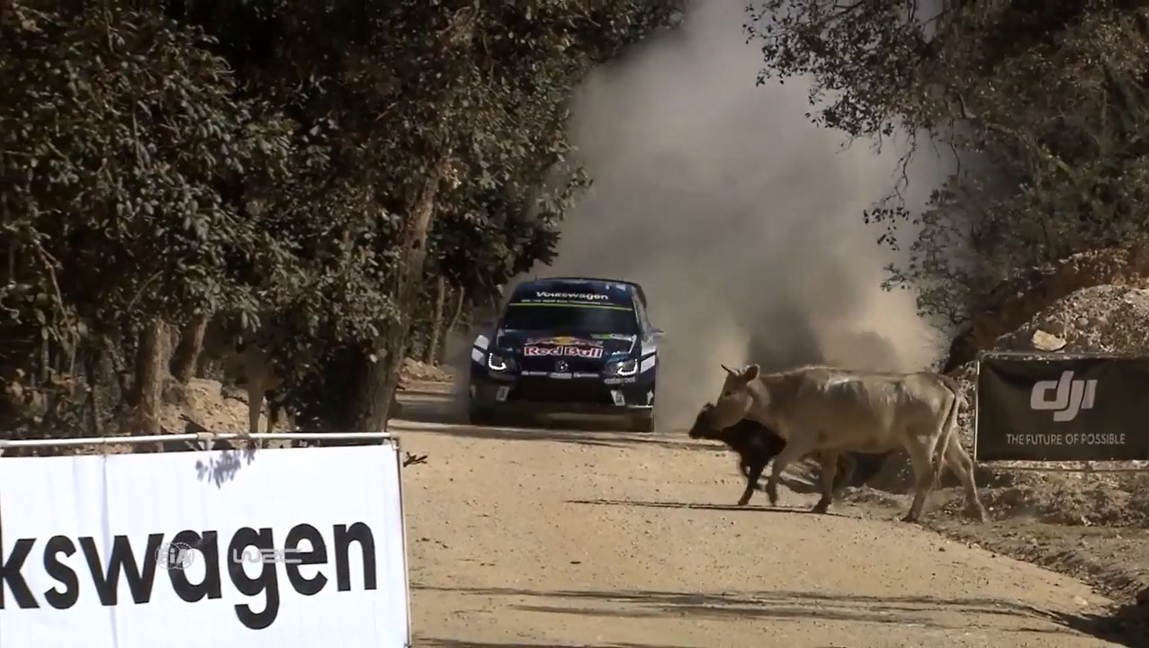 WRC Rally Guanajuato México 2016 Ogier cow incident