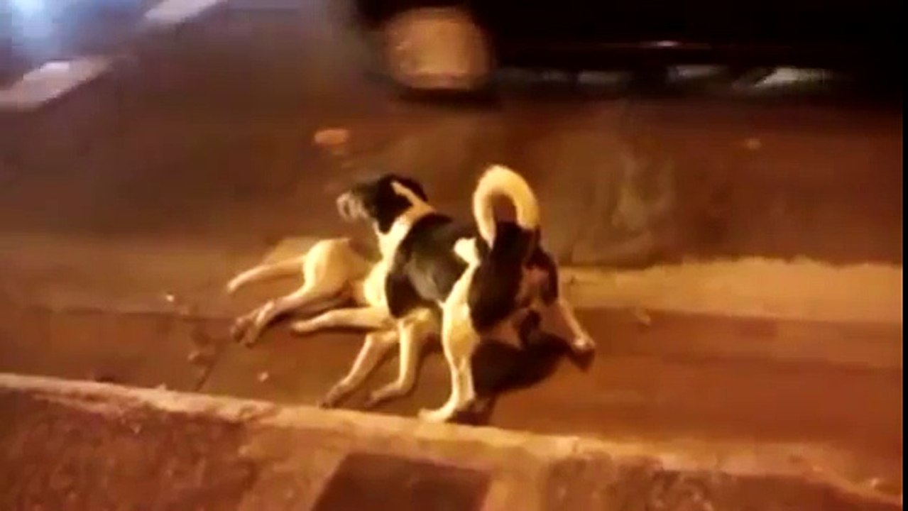 NAVRANT Moment de Chien Protège Ami Frappé par un Véhicule | VIDÉO COMPLÈTE - 2016