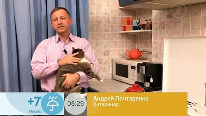 Кошка на столе