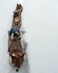 Awww! That's A Corgi Snow Train