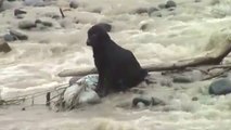Dog rescued from river flood in Peru