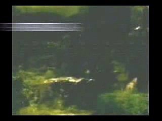 Chup Gaye Sare Nizare – Classic Song by Mohd Rafi 🎶