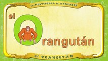 la Multipedia de animales. Letra O el Orangután