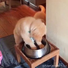 Bro! You're washing your paws in our water bowl!!