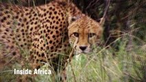 IA: Namibian Cheetah Trailer