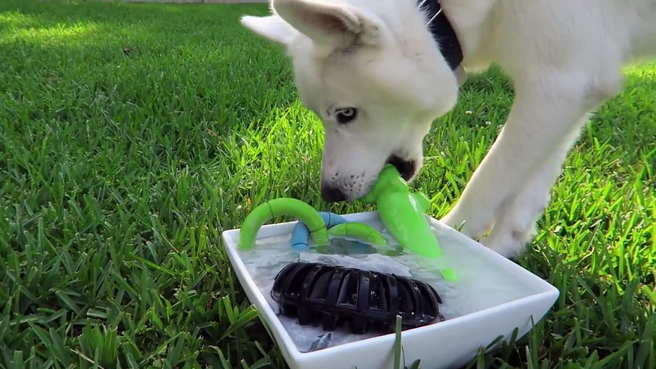 Congelés Jouets Hack pour Votre Chien