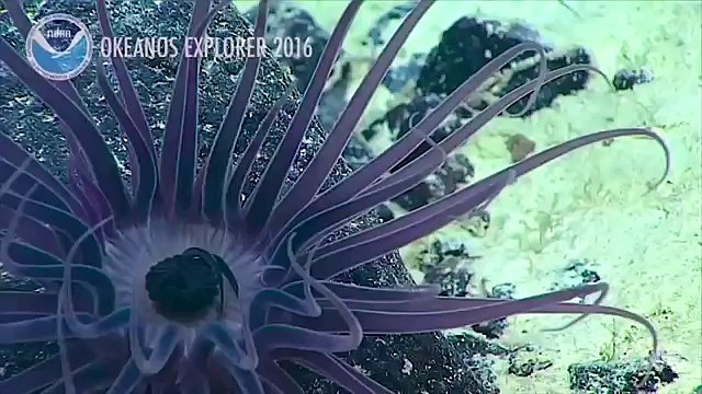 Guardate che strana creatura negli abissi del mare