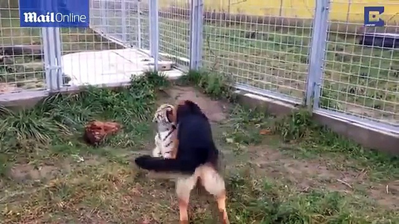 Dogs and tigers play together and become the best of friends.
