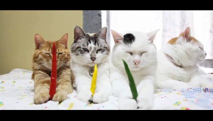 funny cat - funny - cat videos - funny animal- Red pepper